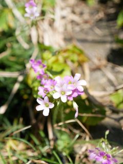 日中の散歩も暑くなりました　暇～人