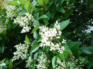 生駒　花だより