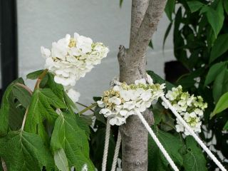 近所をぶらり散歩　暇～人