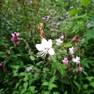 生駒　花だより