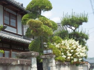 生駒　花だより　　紫陽花