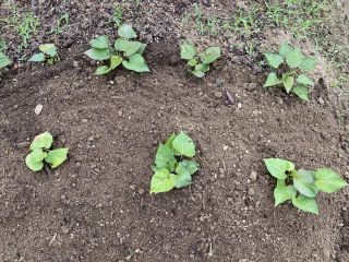 ズボラ百姓日記6月4日