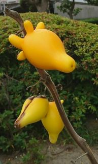 生駒　花だより