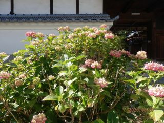 生駒　花だより