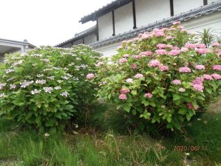 生駒　花だより