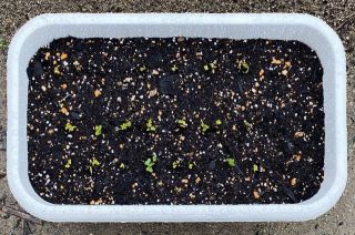 ズボラ百姓日記6月12日