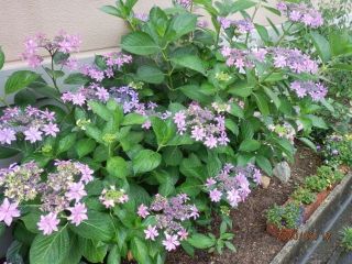 生駒　花特集　ｐ1