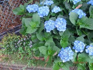 生駒　花特集　　ｐ2