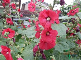 生駒　花特集　ｐ3