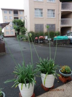 生駒　花特集　　ｐ4