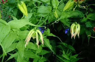 生駒　花特集　　ｐ5