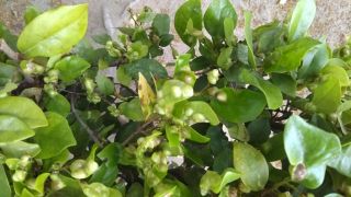 うえ爺、調べて。