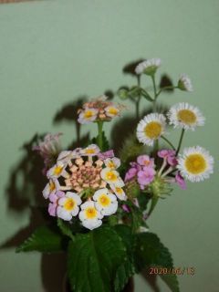 生駒　花だより