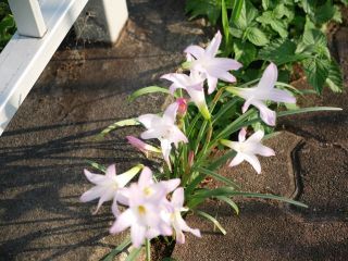 近所をぶらり散歩　暇～人