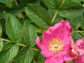 生駒　花だより