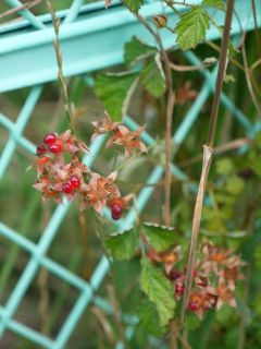 近所をぶらり散歩　暇～人