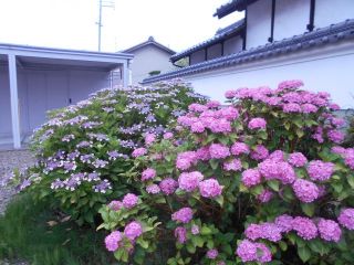 紫陽花日記