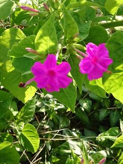 近所をぶらり散歩　暇～人