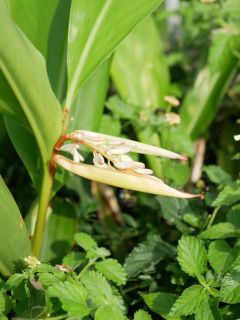 近所をぶらり散歩　暇～人