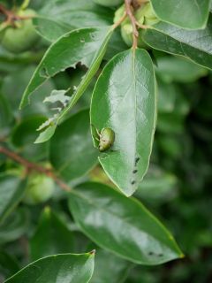 近所をぶらり散歩　暇～人