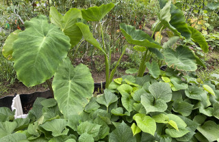 ズボラ百姓日記7月29日