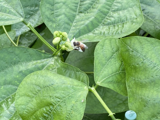 ズボラ百姓日記7月31日