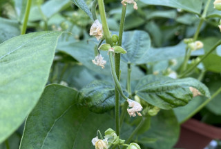 ズボラ百姓日記8月5日