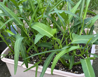 ズボラ百姓日記8月9日