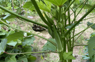 ズボラ百姓日記8月12日