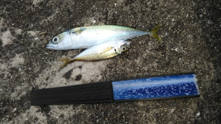 ささやかな魚釣り