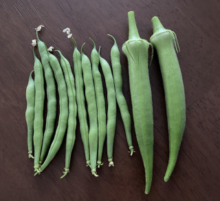 ズボラ百姓日記8月13日