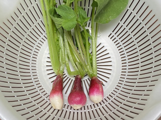 ズボラ百姓日記8月14日