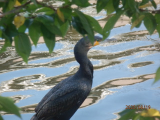 竜田川　カワセミ観察