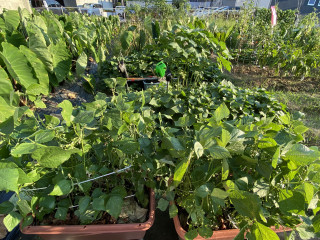 ズボラ百姓日記8月20日