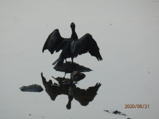 竜田川　カワセミ観察