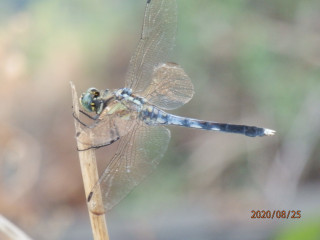 竜田川　カワセミ観察