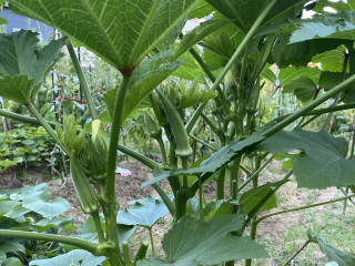 ズボラ百姓日記8月26日