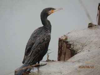竜田川　カワセミ観察