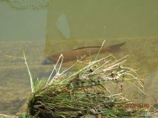 竜田川　カワセミ観察  8/30