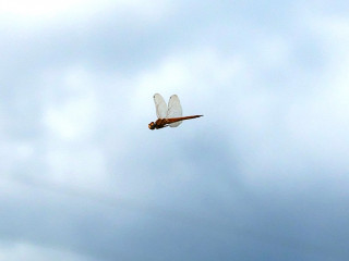 近所をぶらり散歩してきました。　暇～人