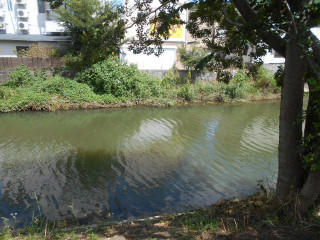 竜田川　カワセミ観察 中断宣言