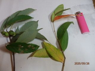 小さい秋見つけた