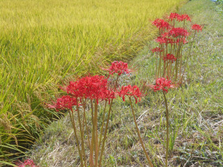 秋本番　＋　タイガース情報