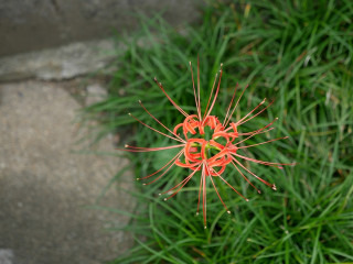 近所をぶらり散歩してきました。　暇～人