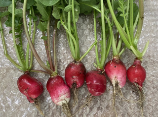 ズボラ百姓日記10月1日