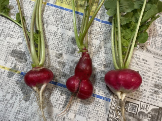 ズボラ百姓日記10月5日