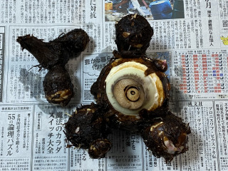 ズボラ百姓日記8月6日その２