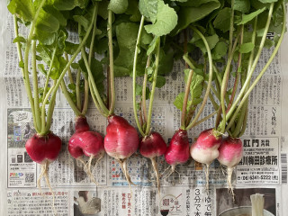 ズボラ百姓日記10月7日