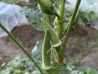 ズボラ百姓日記10月15日