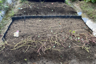 ズボラ百姓日記10月24日